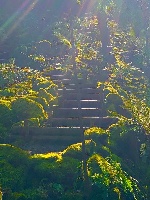 Sunlit mossy forest stairs with ferns.
