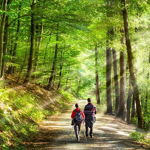 Two people hiking in sunlit forest.